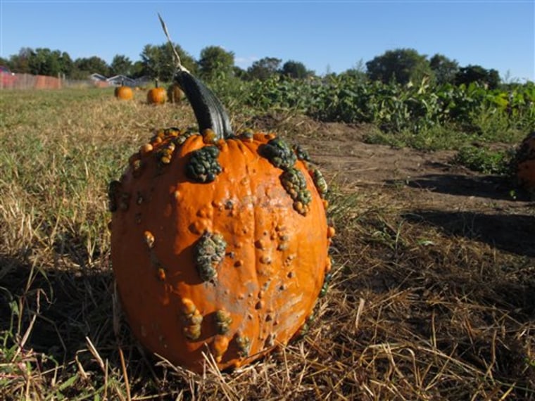 After decades of trying to grow perfect, round, orange pumpkins, farmers have found many people believe nothing says Halloween like a warty, twisted gourd in a weird color. 